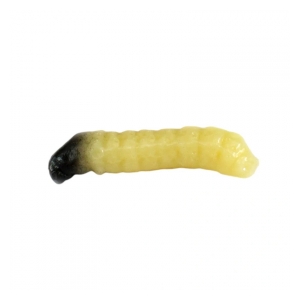 Revol Baits Nástraha Caddis Larva natural 10ks 20mm - kreveta